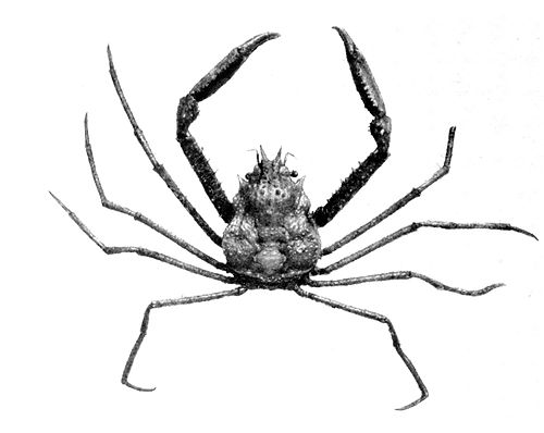 Oregonia bifurca